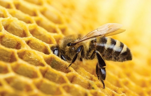 Appuy&eacute; par la Banque mondiale, le Togo va allouer 500 millions FCFA &agrave; la promotion de l&rsquo;apiculture en 2019
