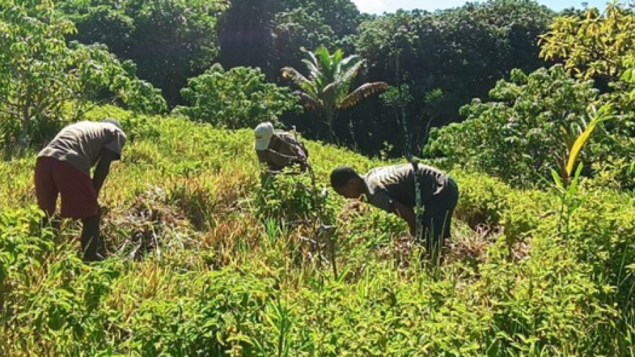 Togo : le Mécanisme Forêts et paysans de la FAO évalue ses avancées