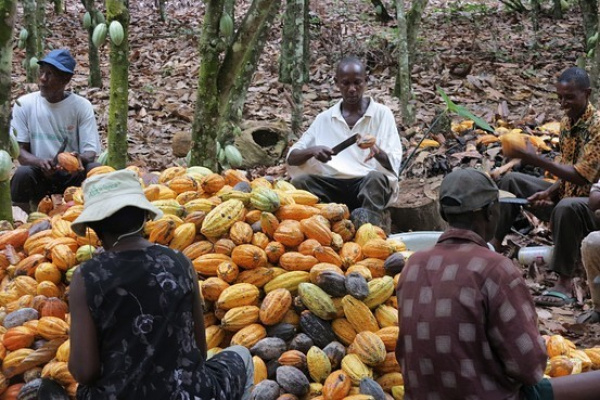 Togo : rebond des exportations du café-cacao en 2022 !