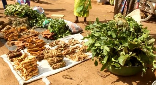 Togo: Traditional medicine may soon be taught in universities