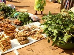 Togo: Traditional medicine may soon be taught in universities
