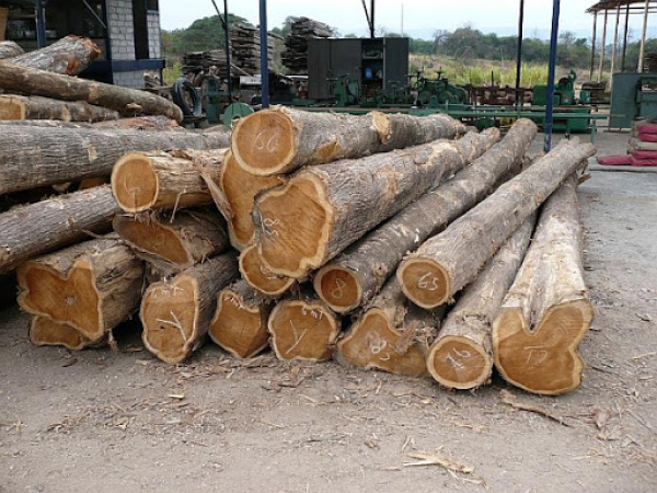 PIA annonce l’achat des tecks aux exploitants de bois
