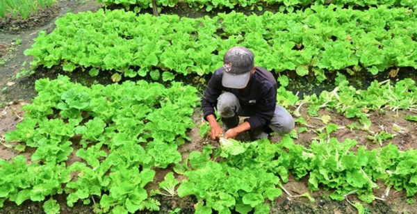 Horticulture : le Togo obtient 18,5 milliards FCFA des USA dans le cadre du programme &quot;Food for Progress&quot;