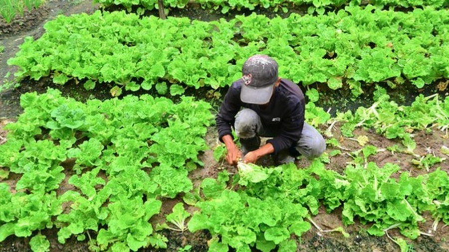 Horticulture : le Togo obtient 18,5 milliards FCFA des USA dans le cadre du programme &quot;Food for Progress&quot;