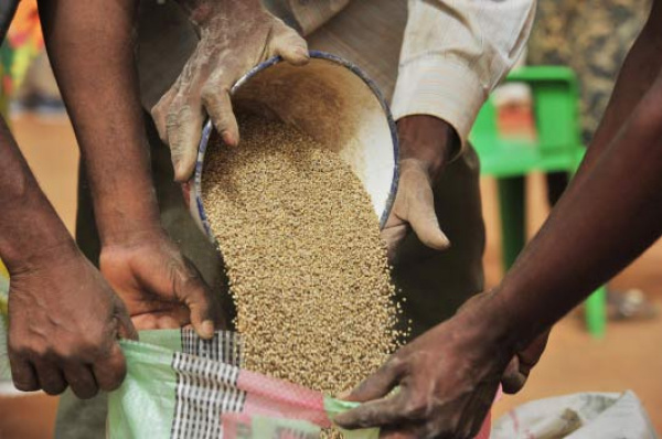 Togo : le PNPER va apporter un appui en semences à 5000 ménages vulnérables