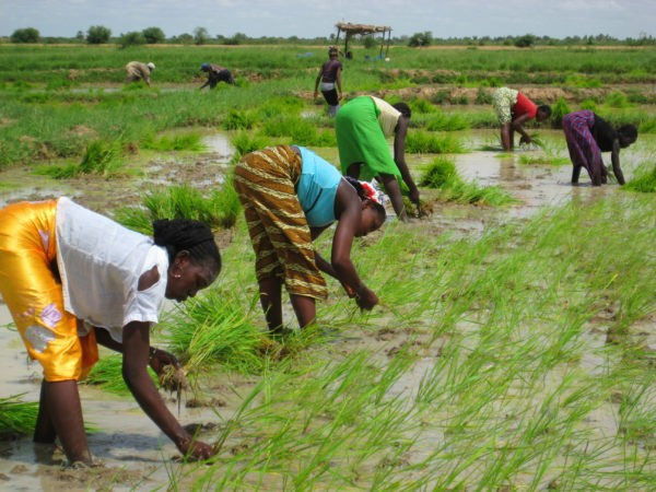 Togo’s ministry of agriculture prepares for a bad harvest this year