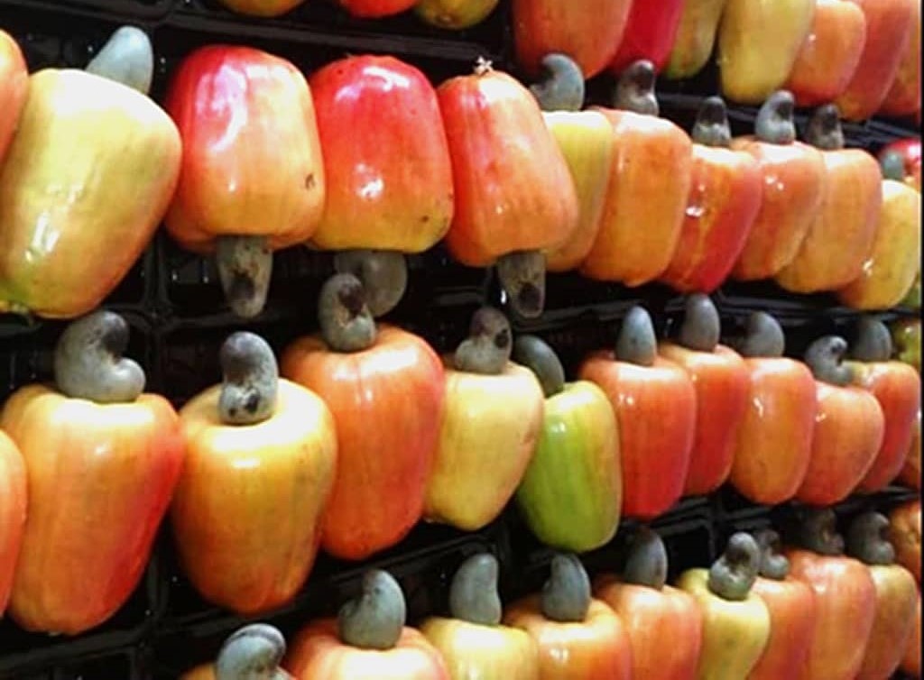 Togo : la production d’anacarde a reculé de 16% en 2024 (N’Kalo)
