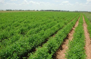 Agropole de Kara : des &ldquo;r&eacute;sultats tangibles&rdquo;, attendus au premier trimestre 2022