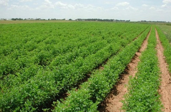 Agropole de Kara : des “résultats tangibles”, attendus au premier trimestre 2022
