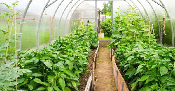 Horticulture : le projet PROFIT lance un programme de subventions en nature