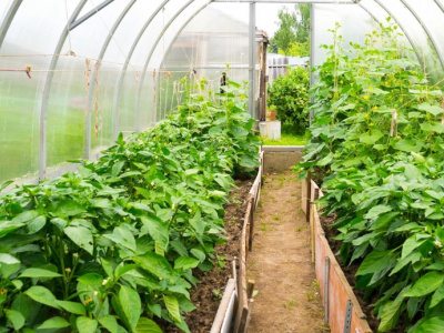 horticulture-le-projet-profit-lance-un-programme-de-subventions-en-nature