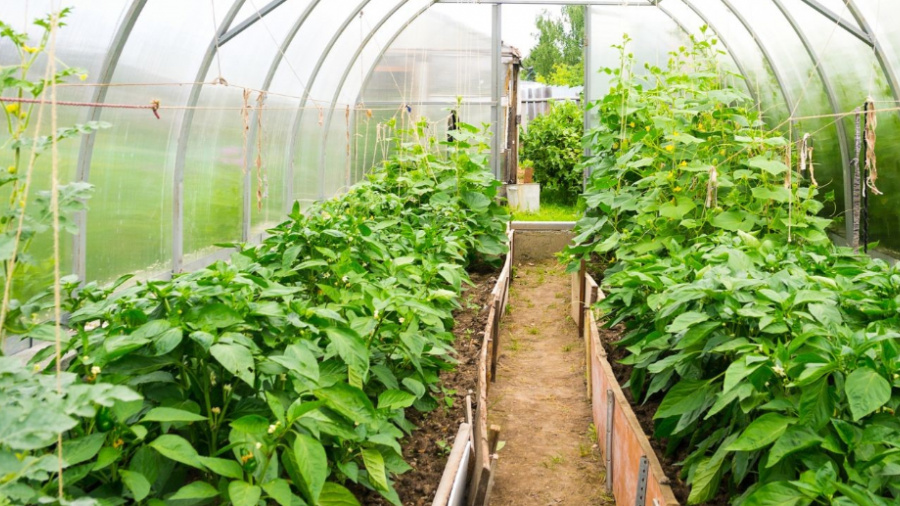 Horticulture : le projet PROFIT lance un programme de subventions en nature