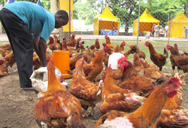 Animal Production: PAIEJ-SP seeks 400 young entrepreneurs to develop projects in the Kara and the Savannas regions