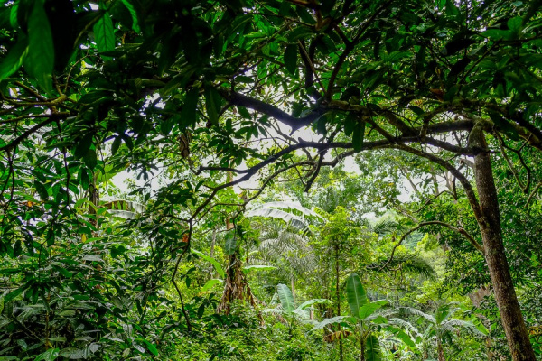 La FAO veut recruter une équipe de consultants pour la restauration des paysages forestiers