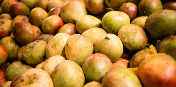 Togo: 12,000 t of Mangoes Exported in 2022