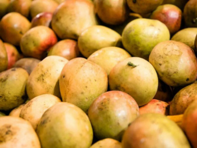 togo-12-000-t-of-mangoes-exported-in-2022