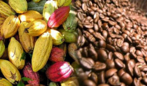 Togo : nouveau d&eacute;lai d&rsquo;enregistrement pour la commercialisation du Caf&eacute; et du Cacao