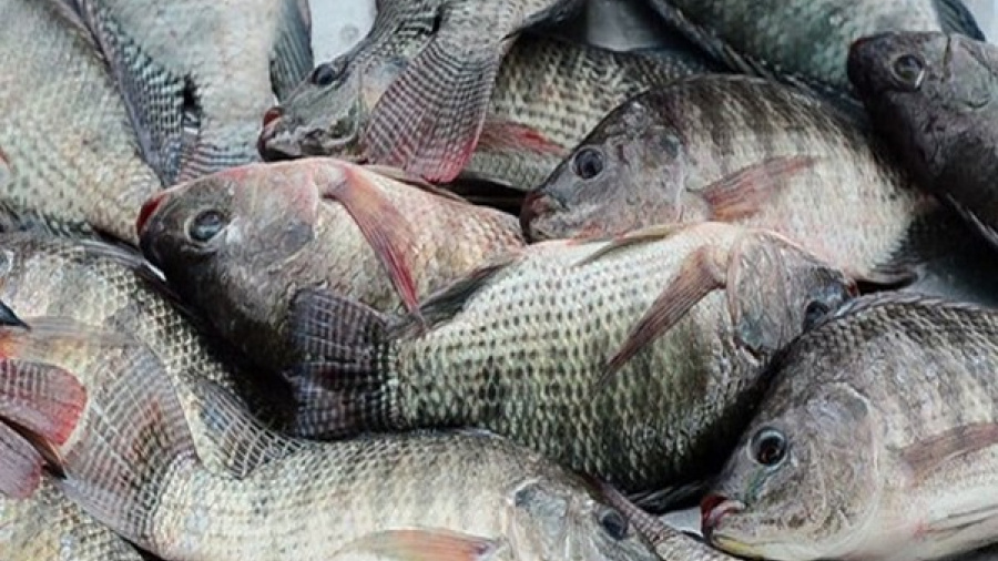 P&ecirc;che&nbsp;: face au d&eacute;ficit de production, le Togo renforce le repos biologique