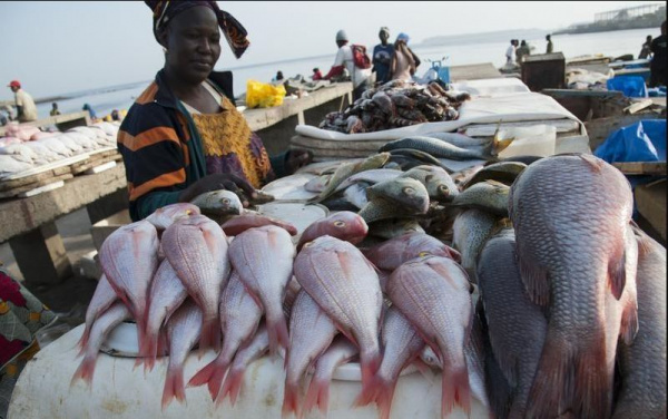 Combined fish output in 2018 and 2019 exceeded 37,000 tons in Togo