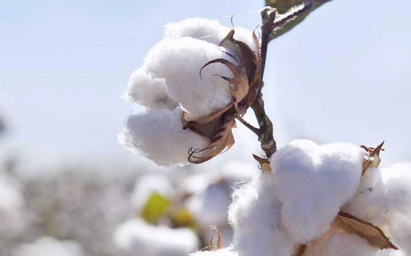 UEMOA : vers la mise en place d’un cadre de concertation régional de la filière coton