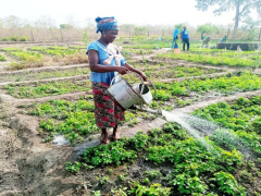 Togo, Benin move to formalize cross-border horticultural trade
