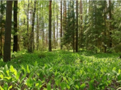 Togo Creates National Forest Seed Centre to Strengthen Reforestation Policy