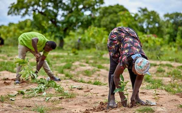 Restauration des terres : la FAO lance un appel &agrave; projets pour des subventions pouvant atteindre 50 000 $