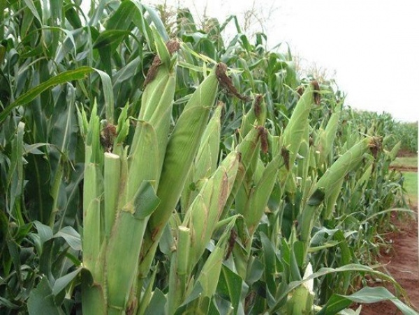 Vers la mise en place d’un système d’assurance au profit du secteur agricole togolais