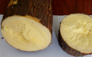 Plan de riposte agricole&nbsp;Covid-19&nbsp;:&nbsp;la&nbsp;contribution de l'ITRA&nbsp;