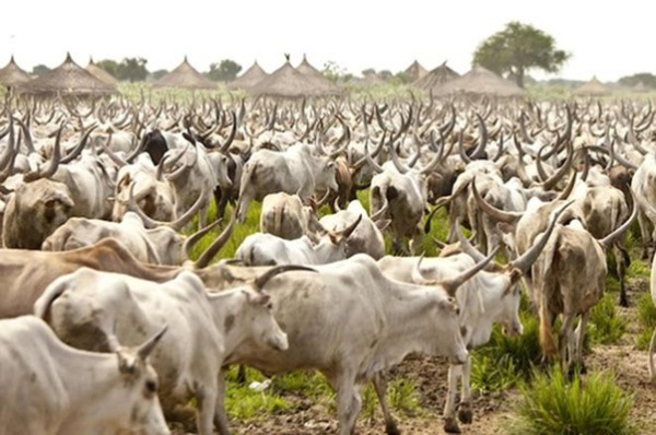 Togo begins validation of 2026-2030 transhumance management plan