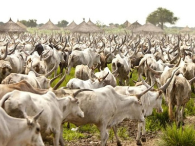 togo-begins-validation-of-2026-2030-transhumance-management-plan