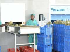 OECD to assess Togo’s economic transformation policies