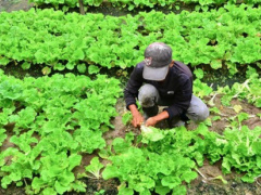 Togo secures $29.8 million from the U.S under Food for Progress program
