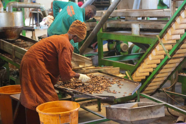 MIFA injects over CFA500 million in a local cashew producer