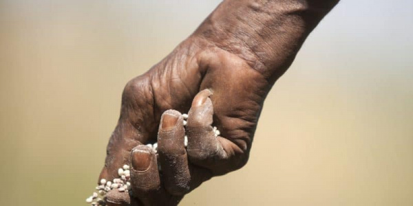 Togo : 1,5 milliard prévu en 2019 pour subventionner les engrais