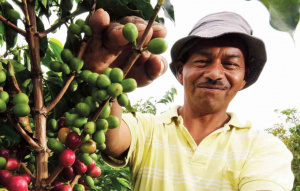 Togo : 247 000 FCFA, revenu vital mensuel du m&eacute;nage d&rsquo;un caf&eacute;iculteur !