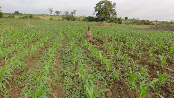 An overview of agriculture in Togo: present and future...