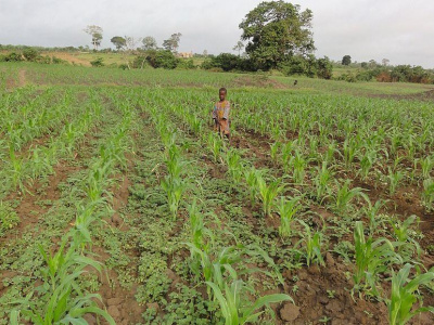 an-overview-of-agriculture-in-togo-present-and-future