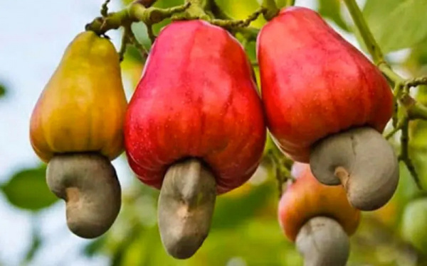 Cashew exports earn Togo close to CFA20 billion annually