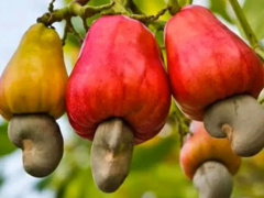 Cashew exports earn Togo close to CFA20 billion annually