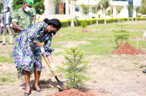 Togo:  9.14 Million Seedlings Planted in 2024