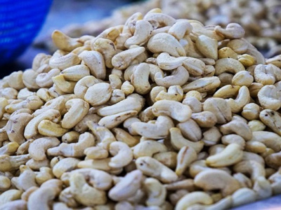 filiere-anacarde-lome-impose-un-quota-de-transformation-locale-avant-exportation