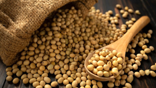 Soybean: Farmers and government must work together to develop the sector, CIFS says