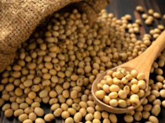 Soybean: Farmers and government must work together to develop the sector, CIFS says