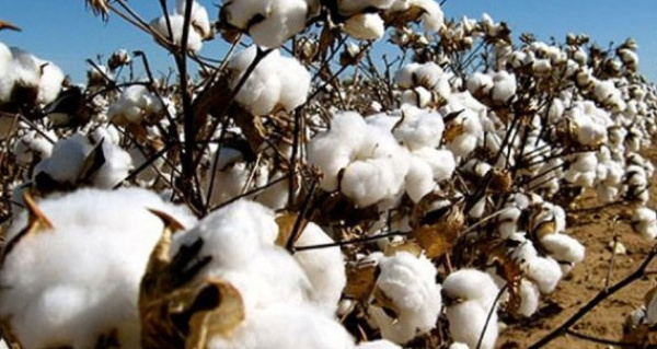 Togolese authorities are working on developing a whole value chain of cotton by-products