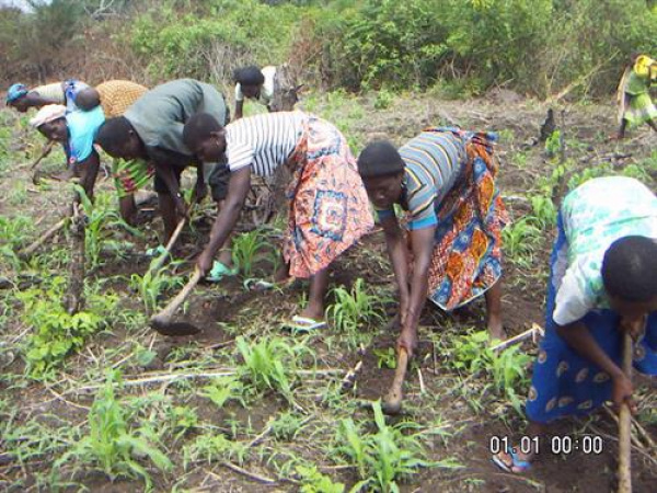 Au Togo, des groupements paysans seront immatriculés grâce au FAO