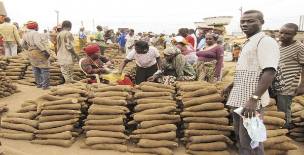 Togo Draws CFA2.34 billion Plan to Develop its Roots and Tuber Industry in 2024-2028