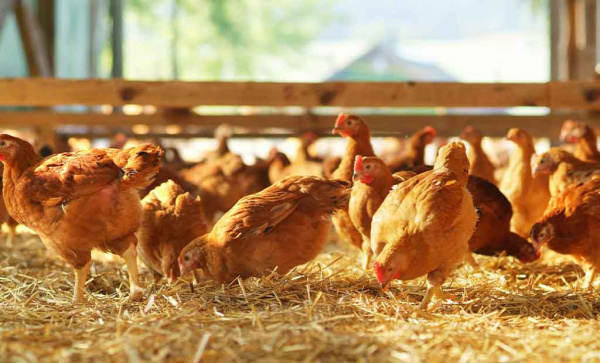 What are Togo’s ambitions for the poultry sector?