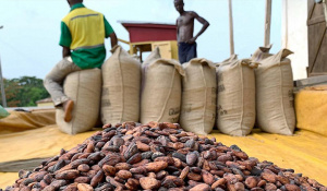 Exportations : le cacao monte, le caf&eacute; s&rsquo;effondre