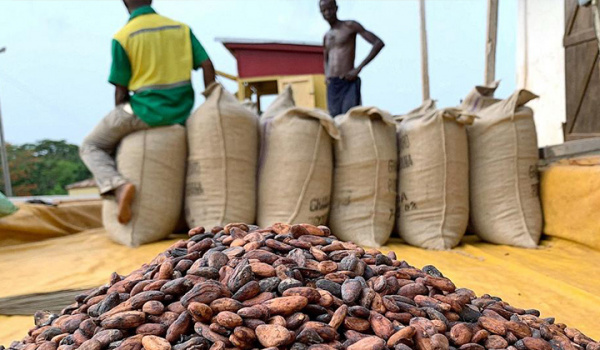 Exportations : le cacao monte, le café s’effondre